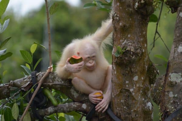 albino orangutang