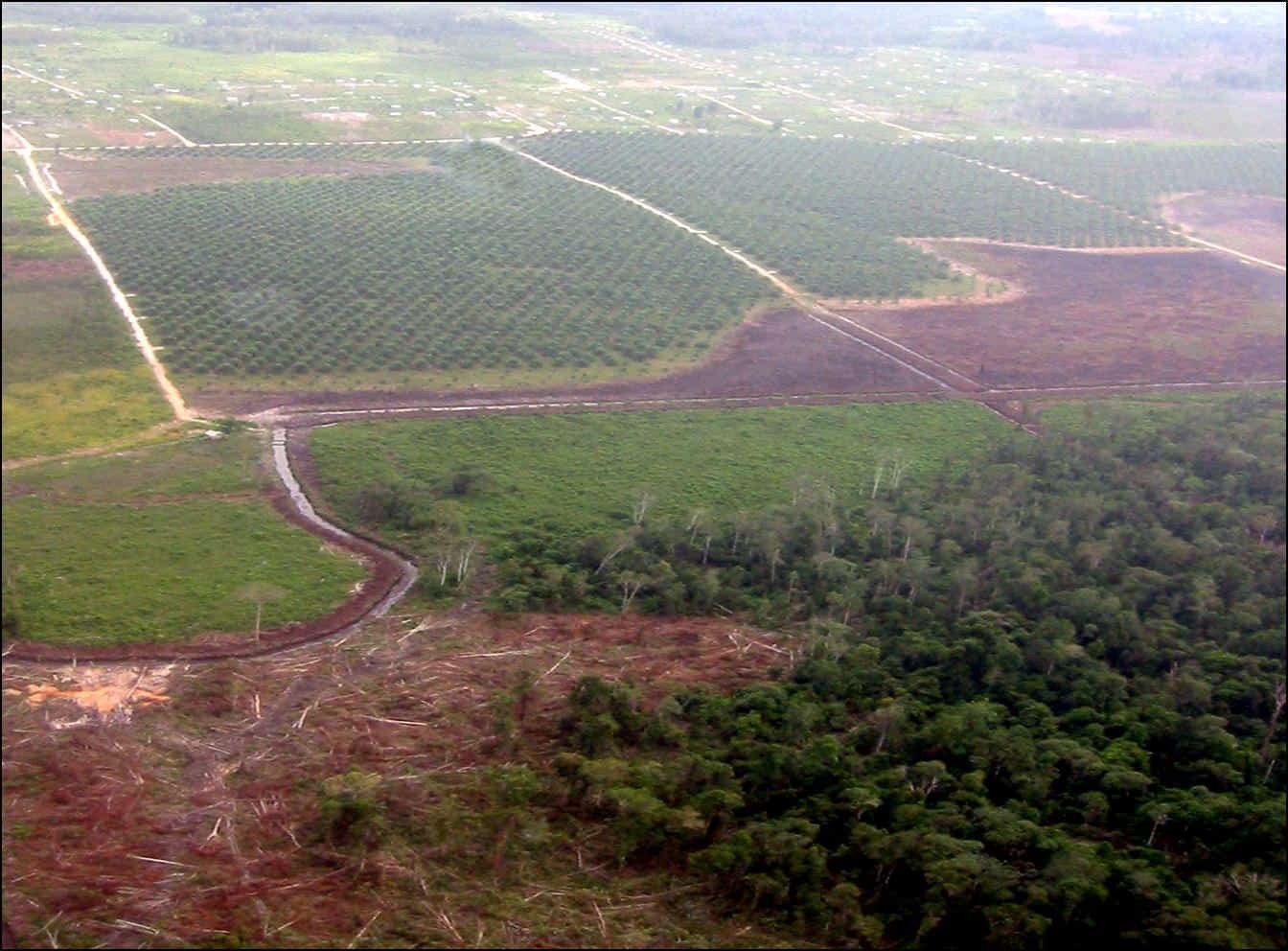 Rydning af regnskov for palmeolie