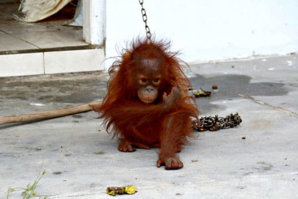 Orangutang taget til fange