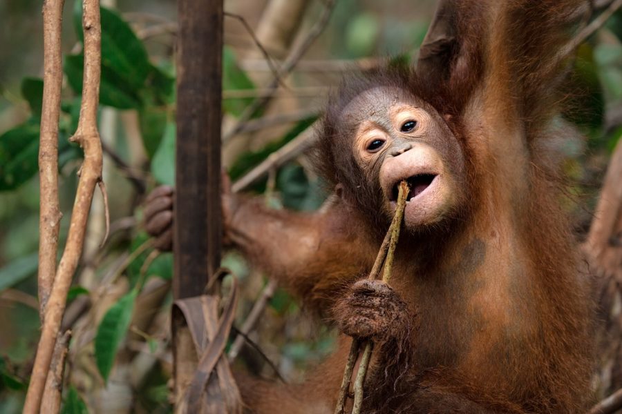 Red Orangutangens nyheder