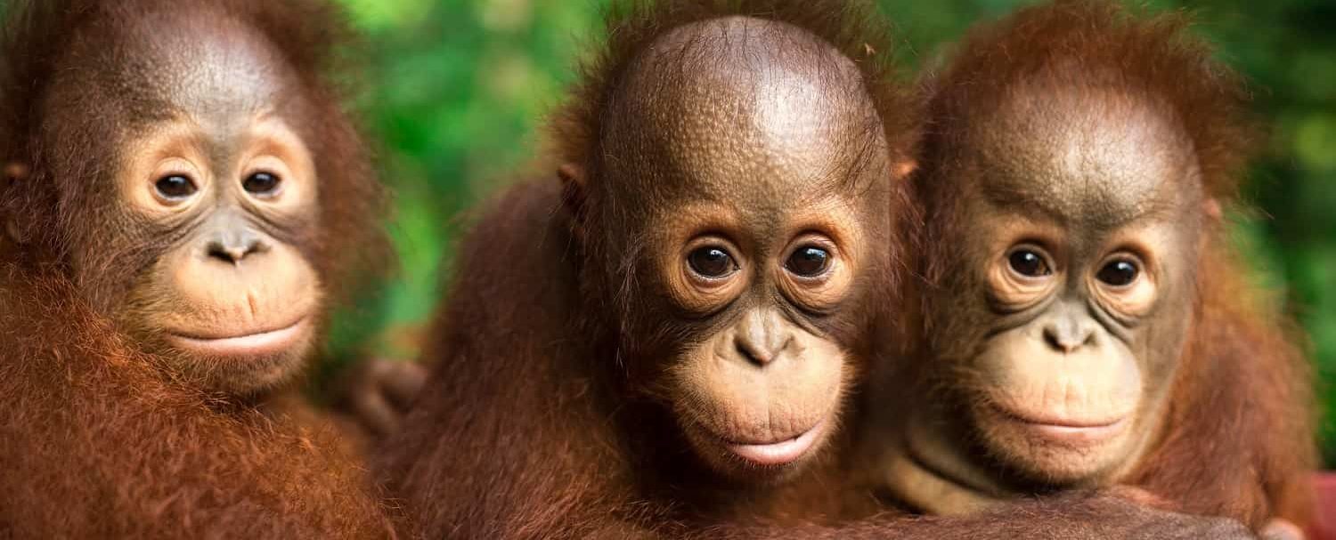 Headed back to the nursery after a long day in the baby forest. BOS Foundation, Central Kalimantan, Indonesia