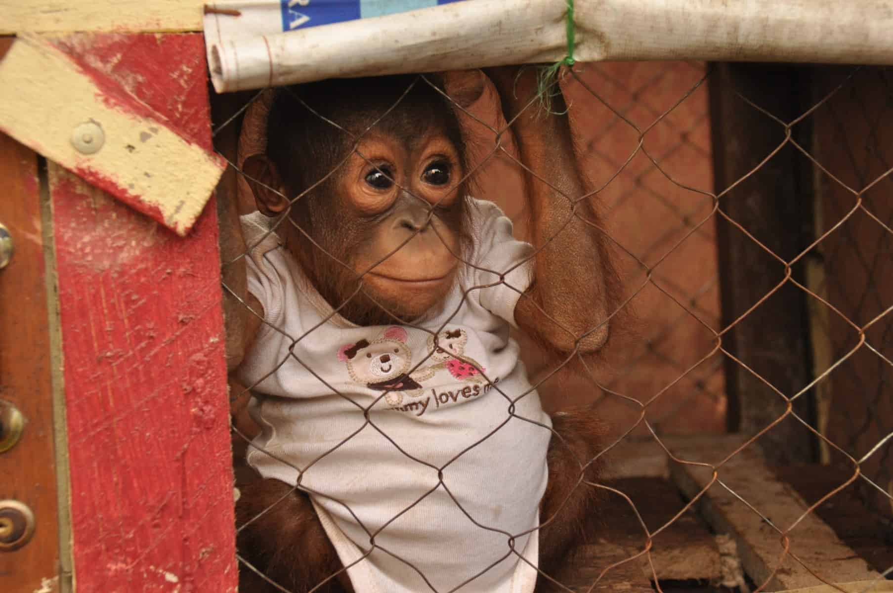 Orangutanger er ikke kæledyr