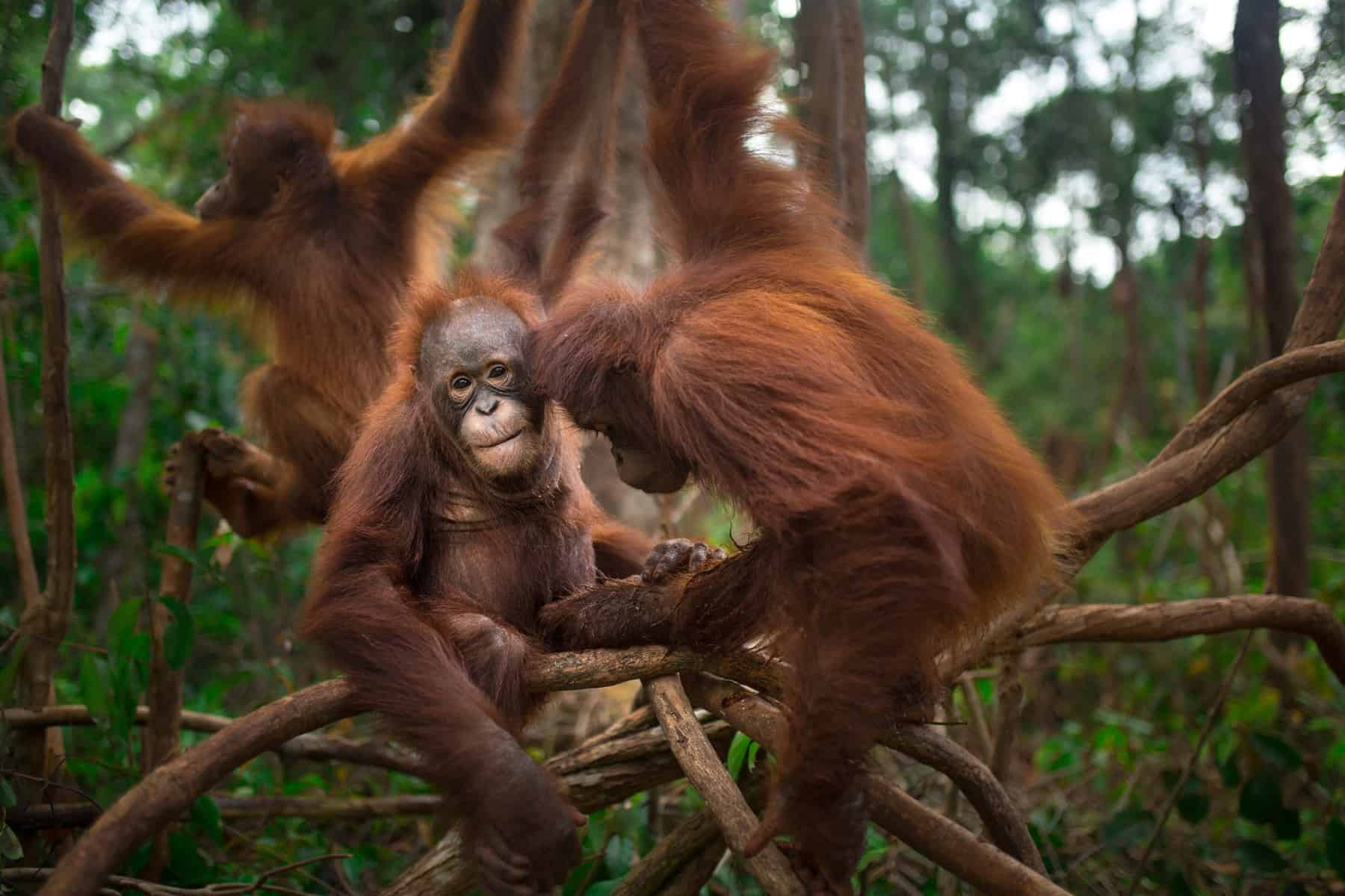 orangutanger