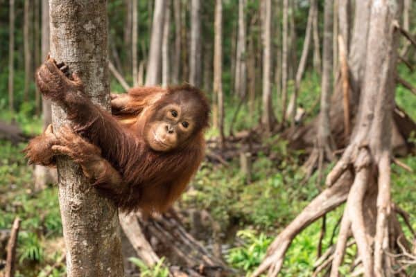 Red orangutangen