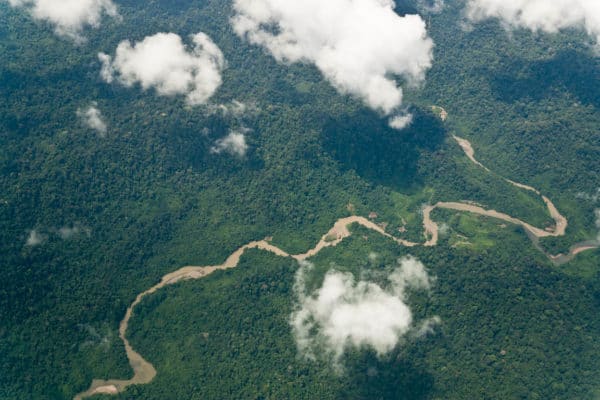 Regnskoven på Borneo