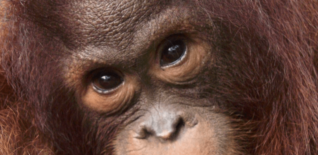 illegal trade og handel med orangutanger