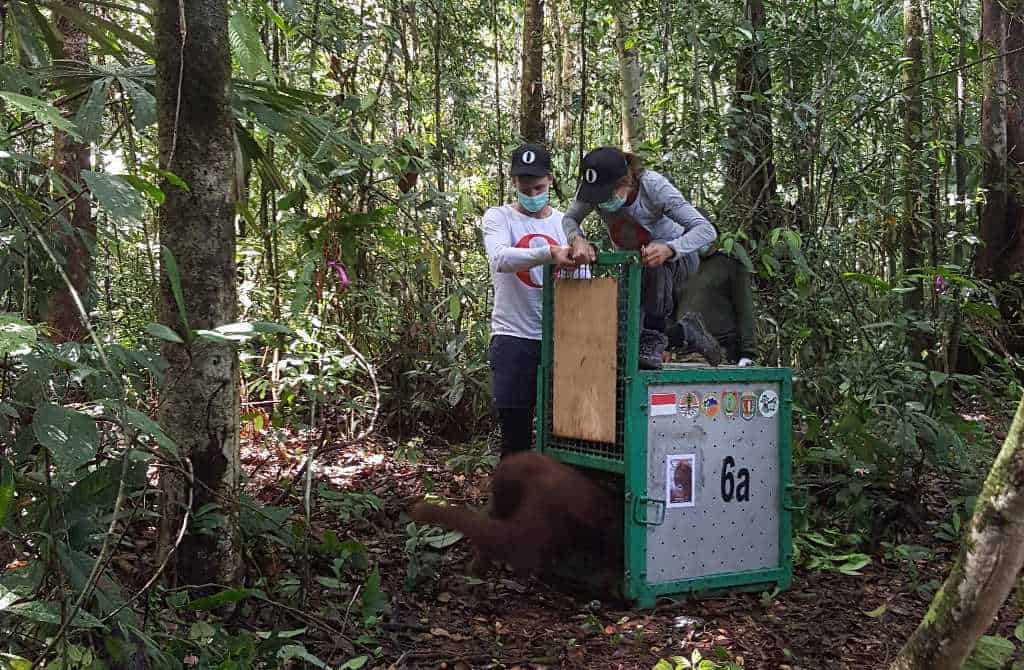 Hanne Gürtler genudsætter orangutang