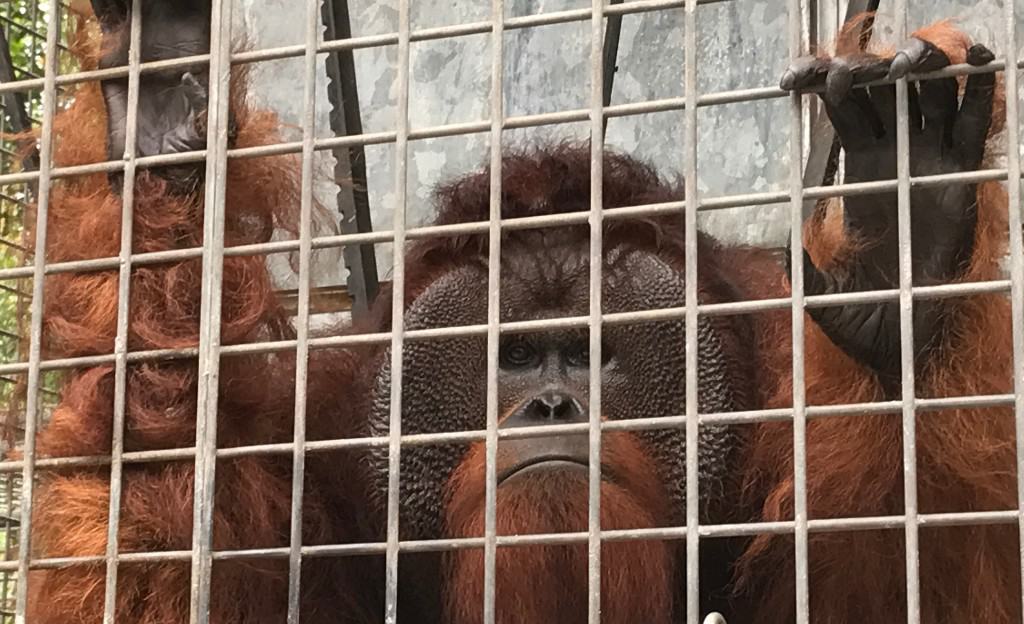 orangutang han i bur