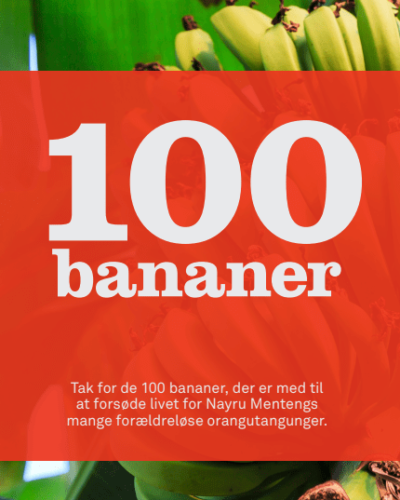 giv gave 100 bananer