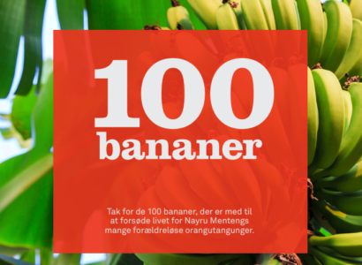 giv gave 100 bananer