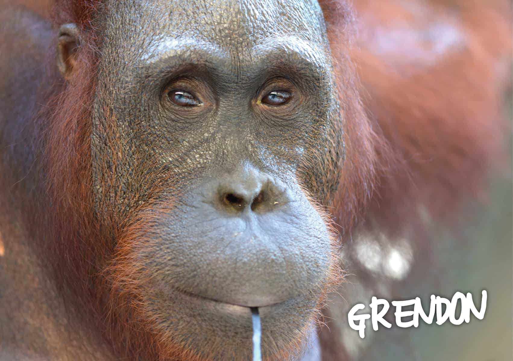 grendon orangutang