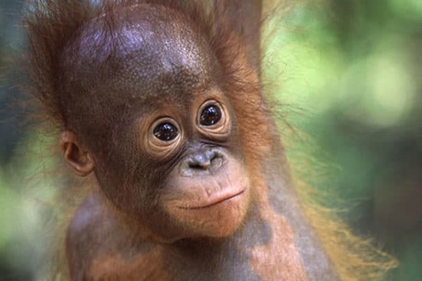 Adoptér en orangutang