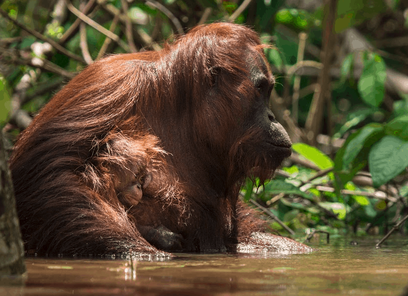 wetland orangutang