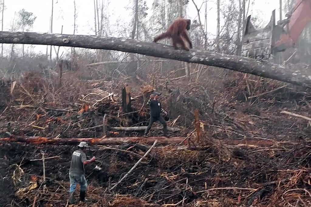 orangutang mod buldozer