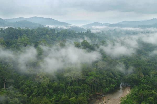 Borneos regnskov or orangutangens habitat forsvinder