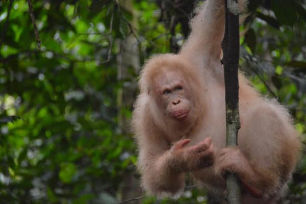 alba albino orangutang