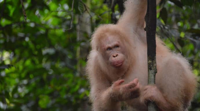 alba albino orangutang