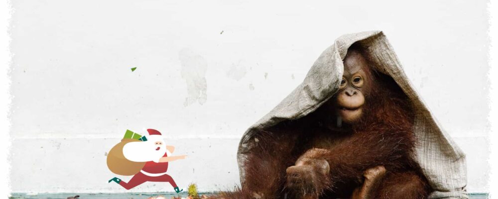 https://redorangutangen.dk/app/uploads/2023/11/Jul2023STO-1000x400.jpg