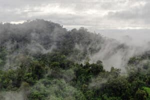 Sådan kan du støtte orangutangens hjem -regnskoven