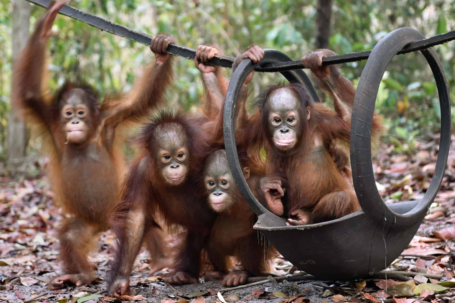 Orangutangunger jul
