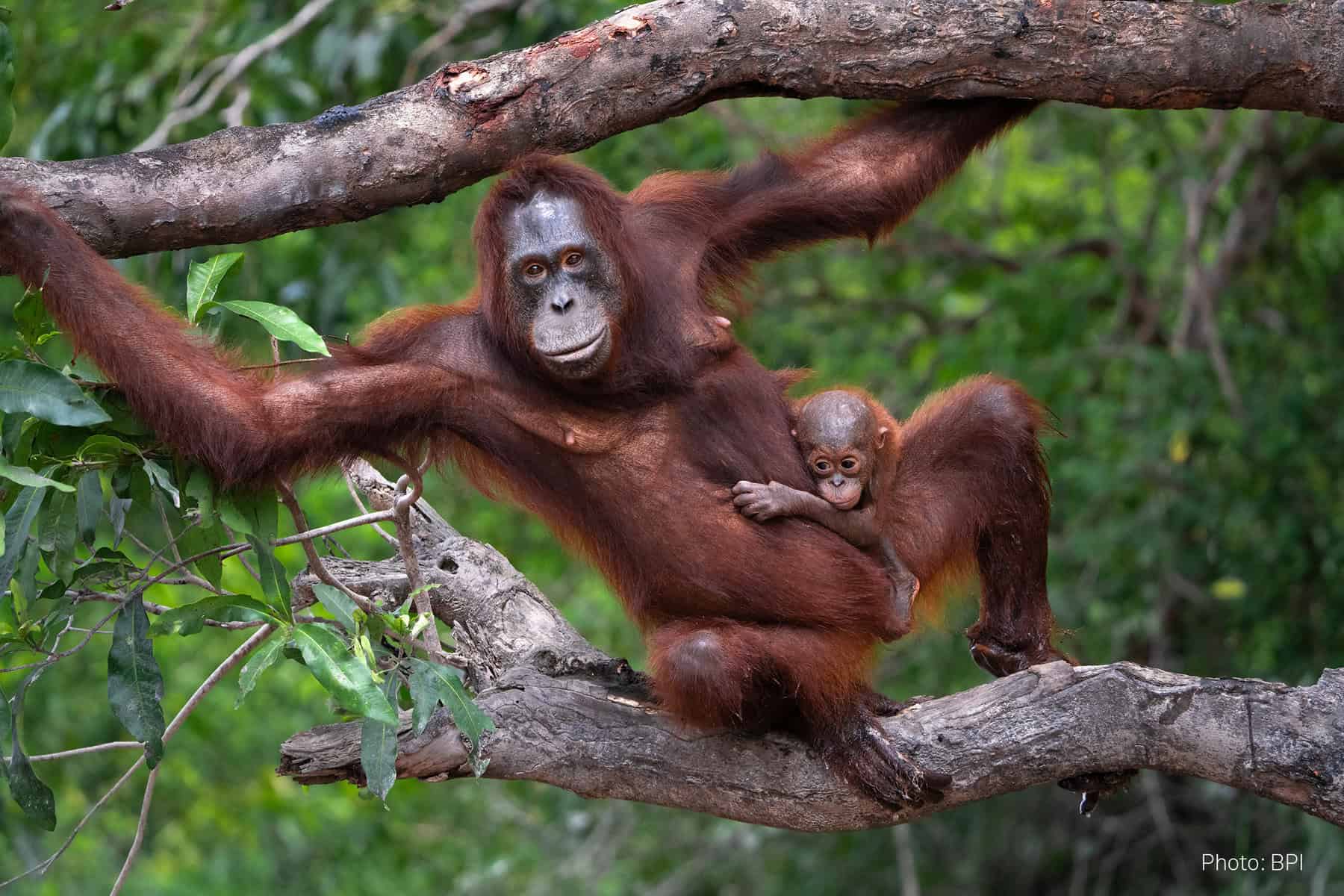 Orangutangitræ