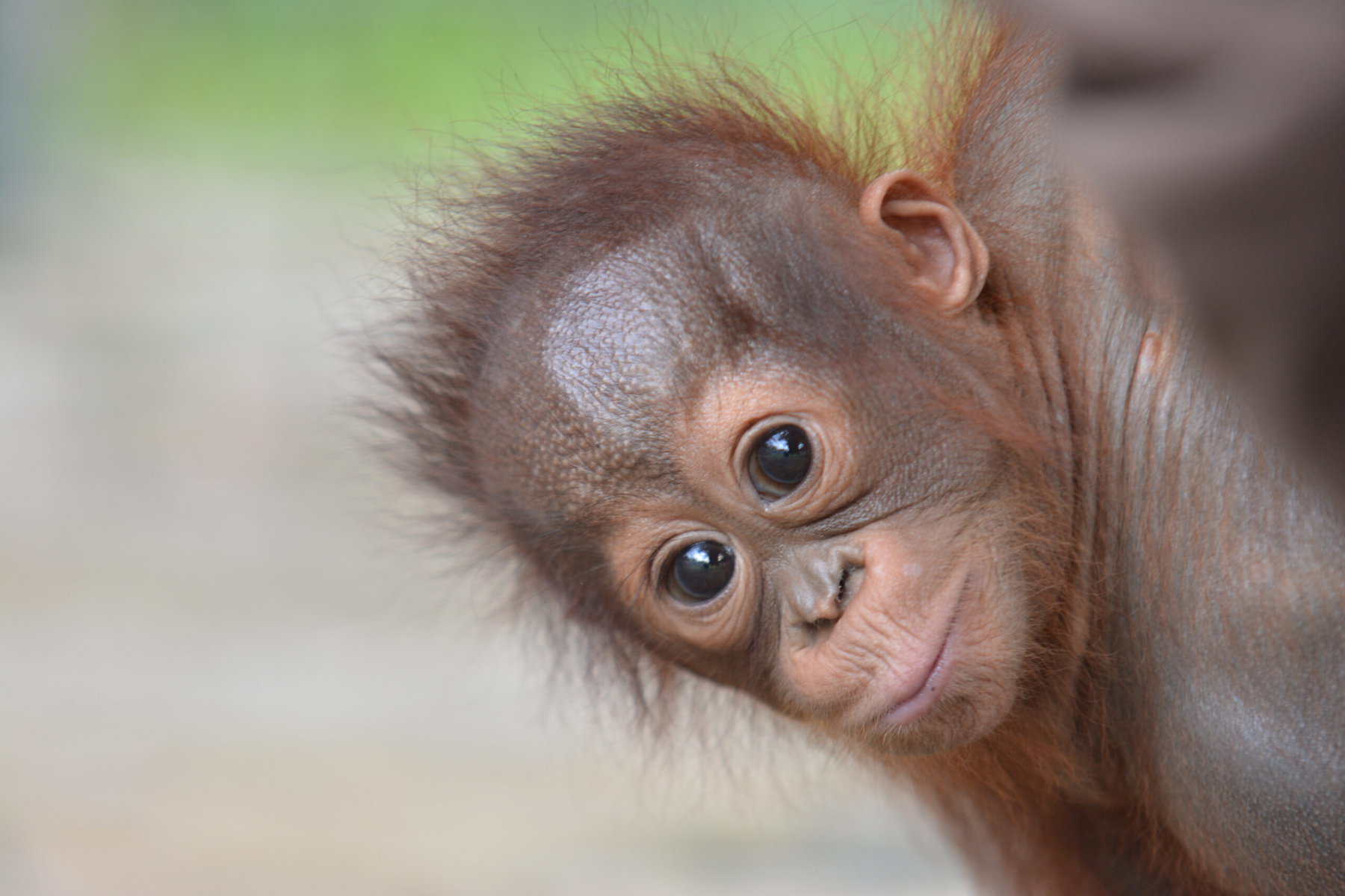 Orangutangen Onyer