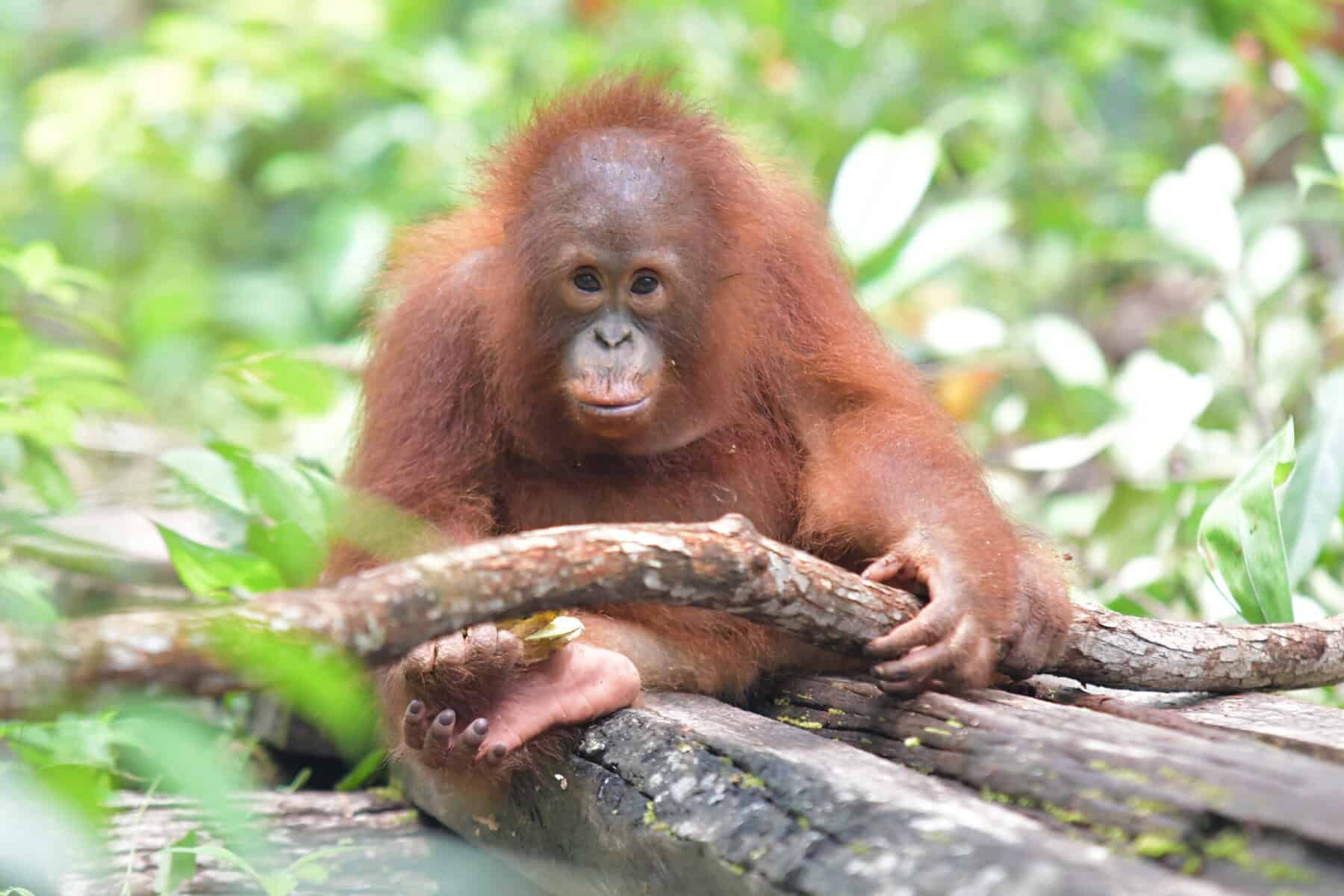 Orangutangen Iqo
