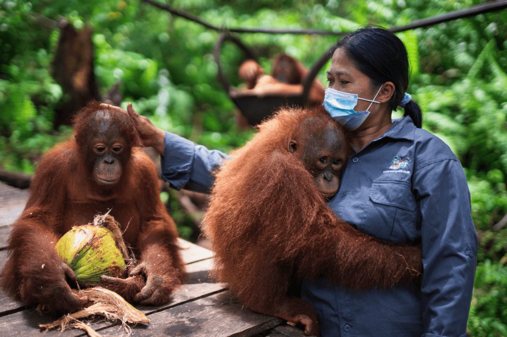 Orangutanger og dyrepasser