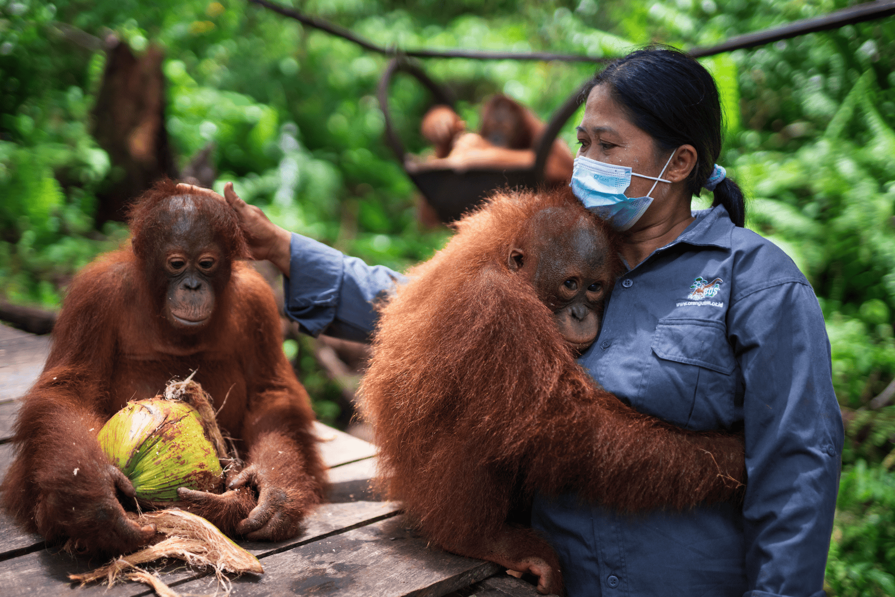 Orangutanger og dyrepasser