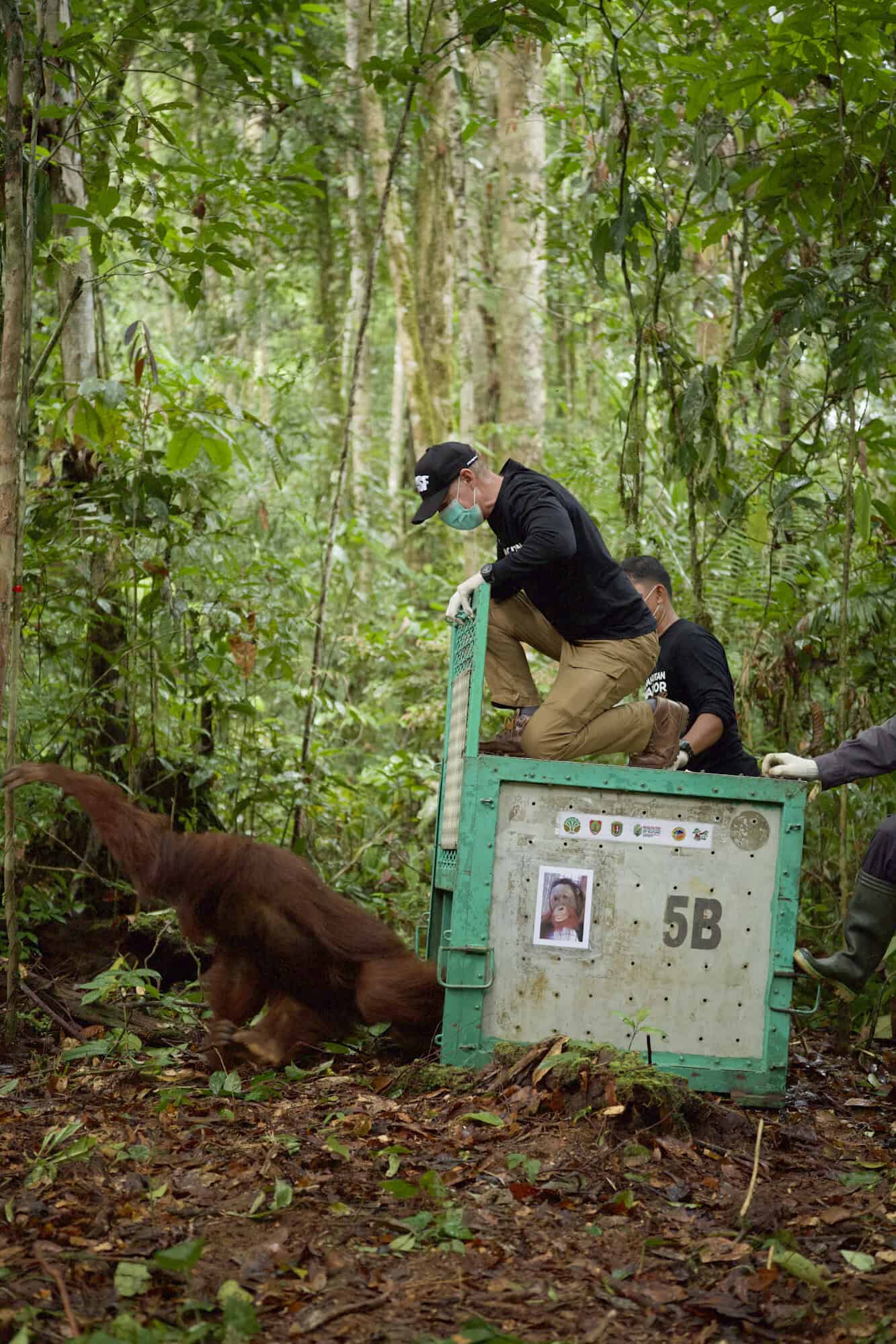 Ambassadør Sten Frimodt Nielsen er med til at sætte orangutangen Otan ud i regnskoven (Foto: BOSF)