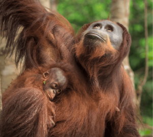 https://redorangutangen.dk/app/uploads/2026/04/image-6-300x270.png