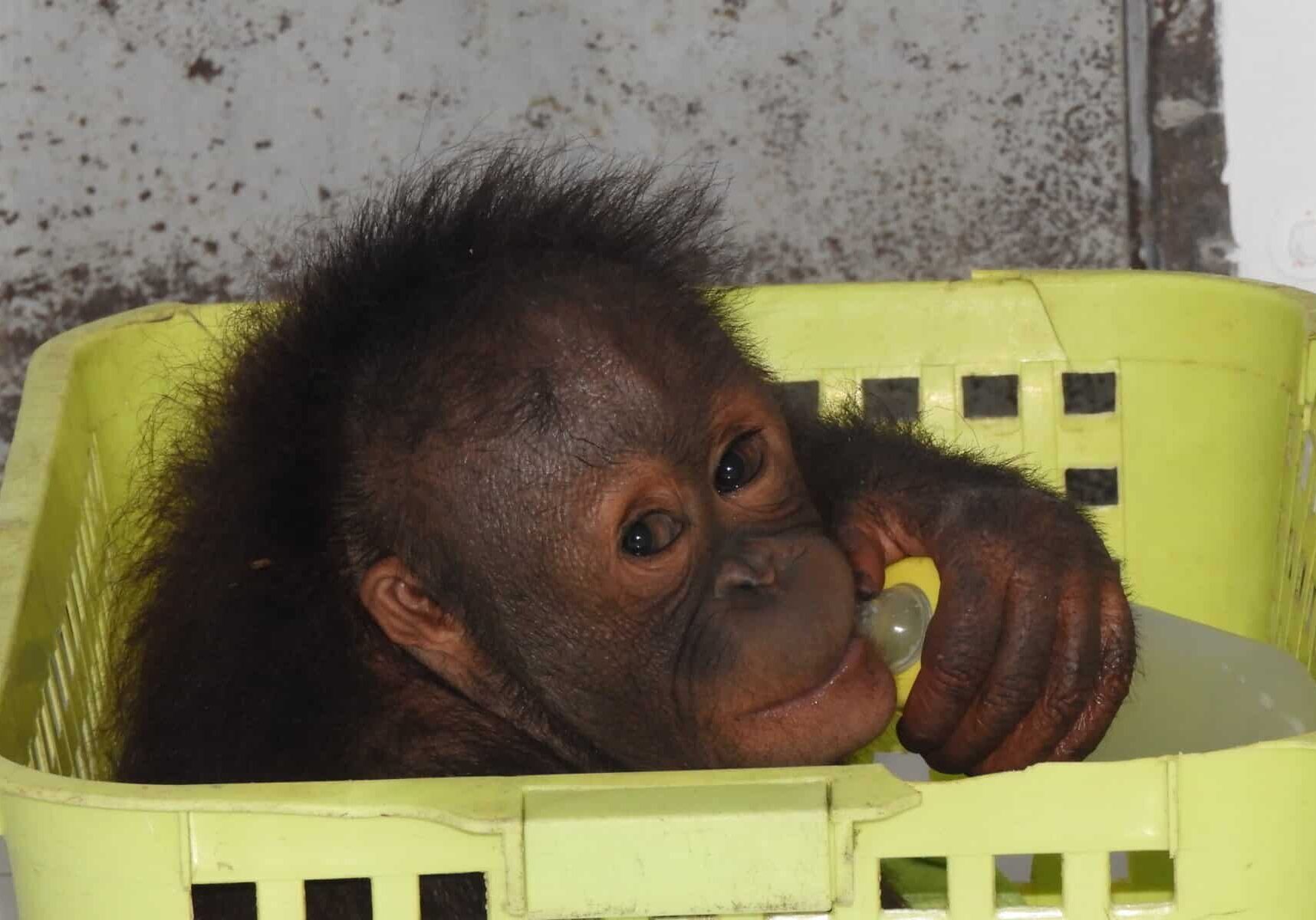 BAIMAH BY ISNA (2) (1)