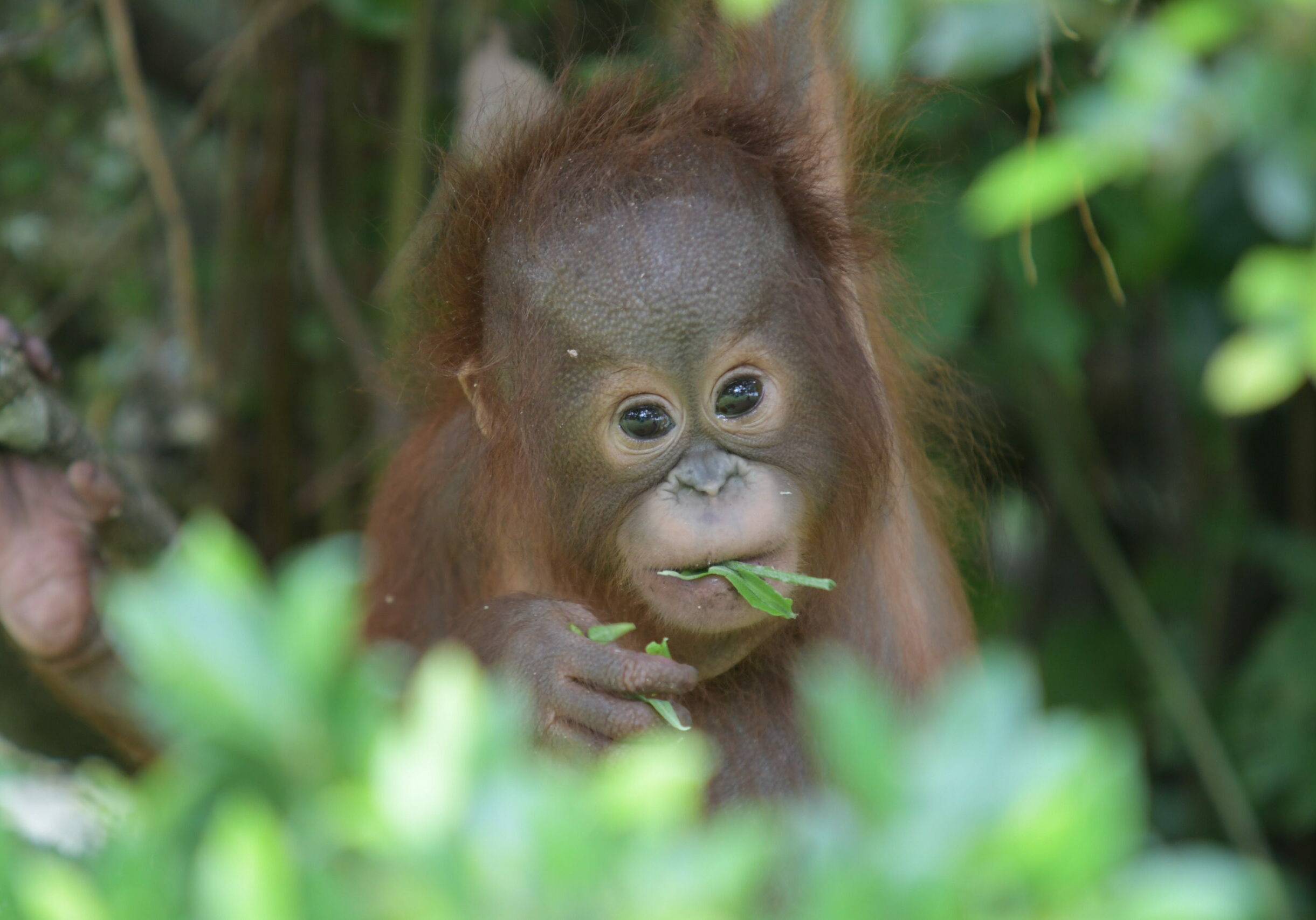 Iqo da hun var i karantæne (Foto: BOSF)