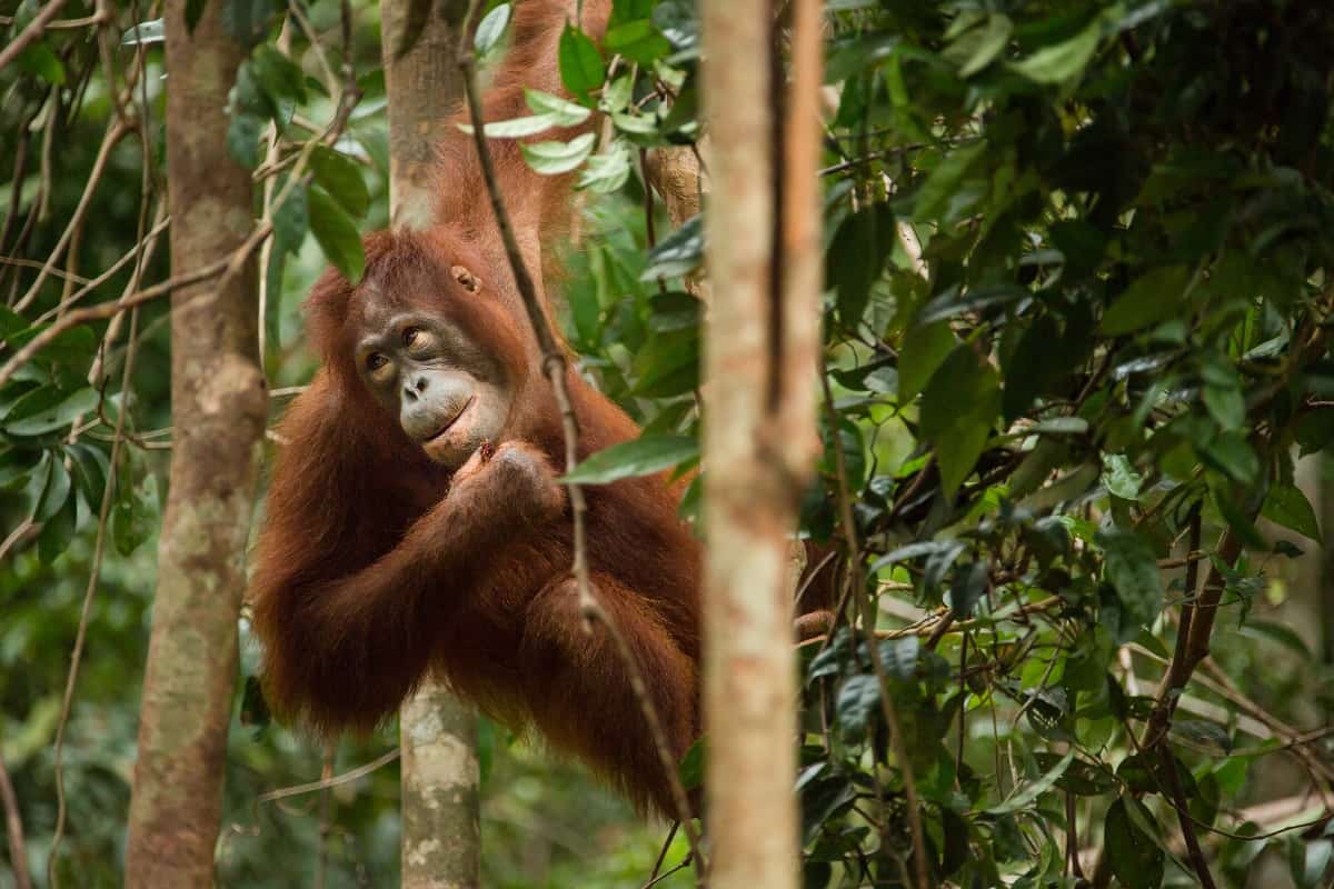 Programmes On Borneo - Save The Orangutan