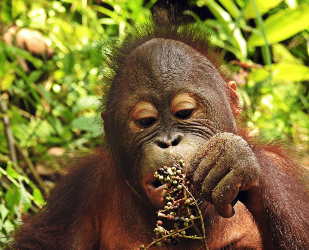 Food Is the Alpha and in the Rainforest - Save the Orangutan