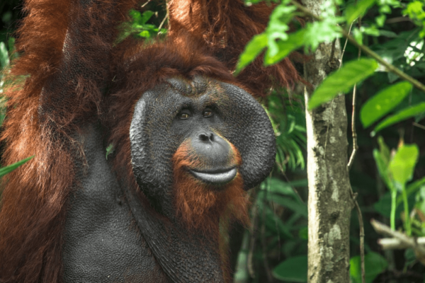 orangutan freedom slip hanner fri