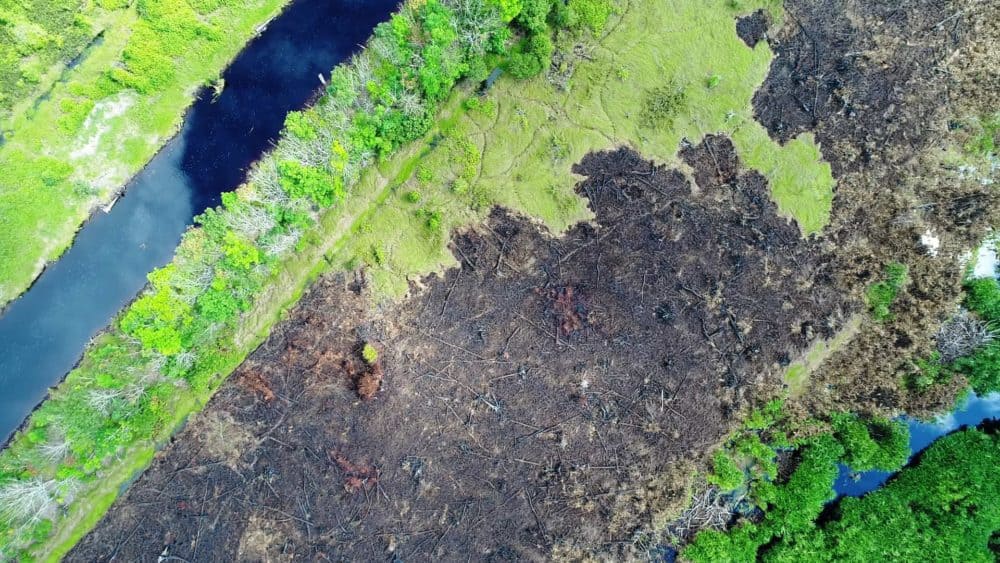 The Drone Is Now in Use in Mawas Save the Orangutan