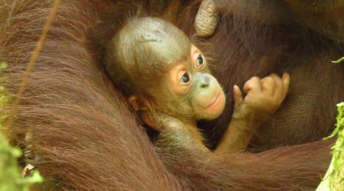Released orangutan Signe has given birth to baby