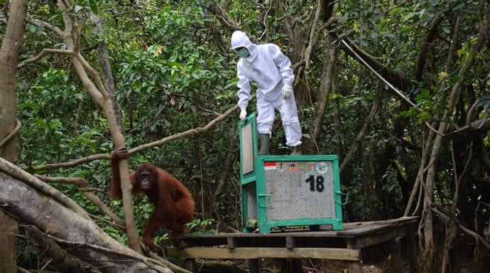 Orangutans moved to sanctuary island