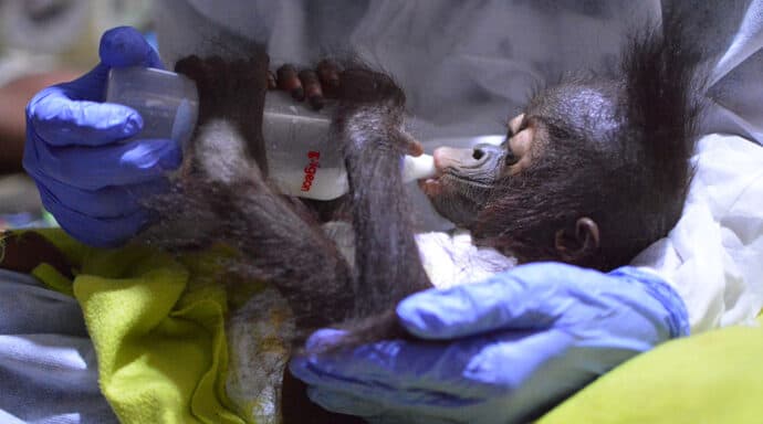 three orangutans rescued