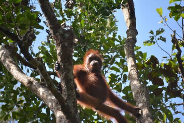 Orangutans in Borneo lose muscle