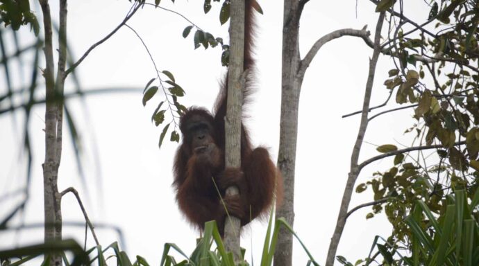 A wild male orangutan came too close to a village.