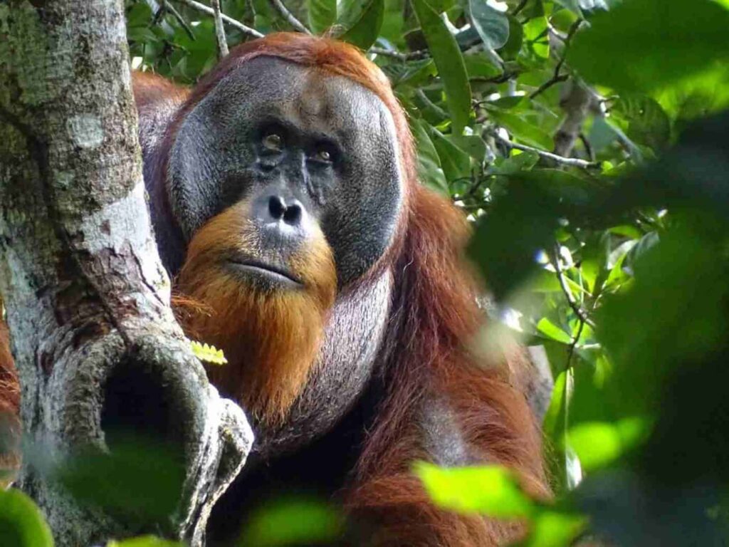 Rakus, orangutan on Sumatra.