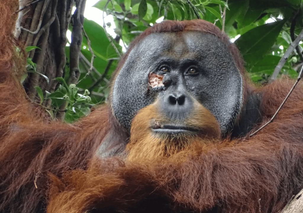 Rakus, wounded orangutan.