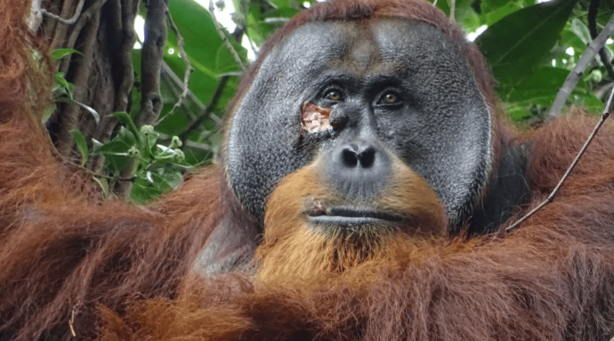 Rakus, wounded orangutan.