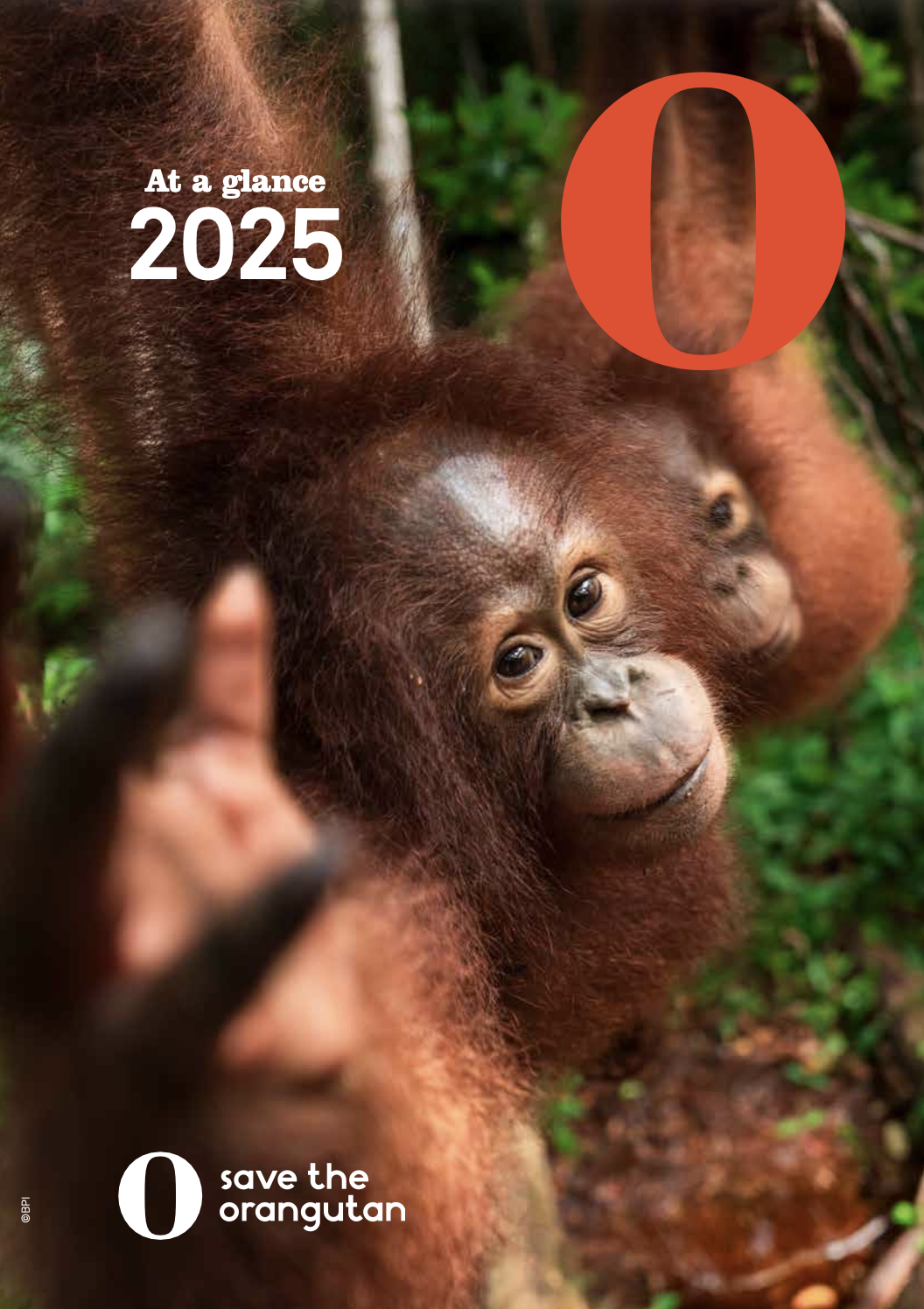 //redorangutangen.dk/app/uploads/sites/2/2026/09/Front-UK.png