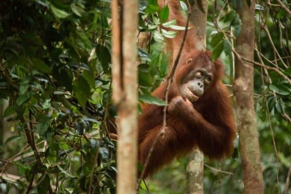 orangutang i skov
