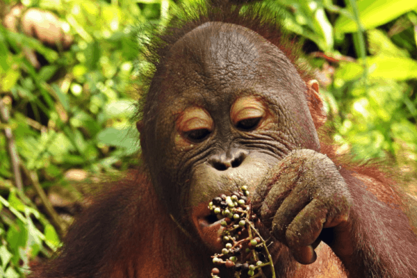 vi støtter bevarelsen af vilde bestande orangutanger