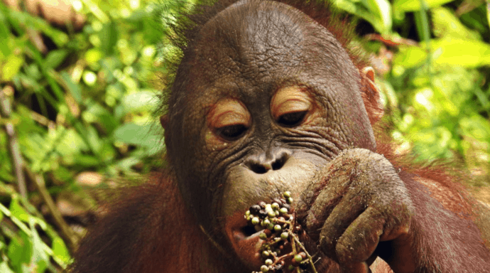 vi støtter bevarelsen af vilde bestande orangutanger