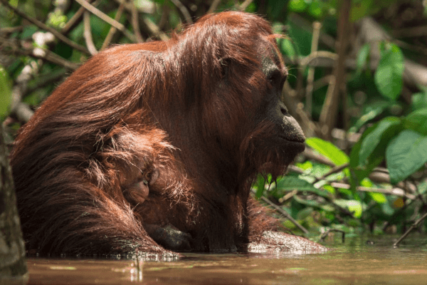 BOSF har genudsat 32 orangutanger halvvejs gennem 2018